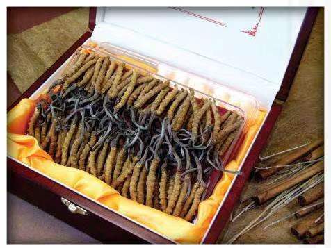 向阳冬虫夏草回收